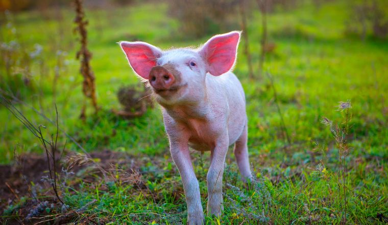 Giá heo hơi hôm nay 24/8/2022: Biến động trái chiều 1.000 - 3.000 đồng/kg