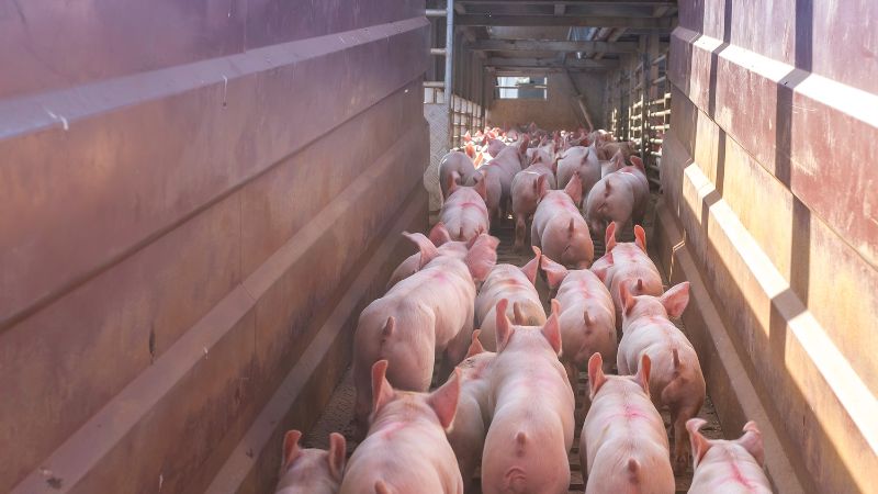 Giá heo hơi hôm nay 24/8 tại miền Bắc