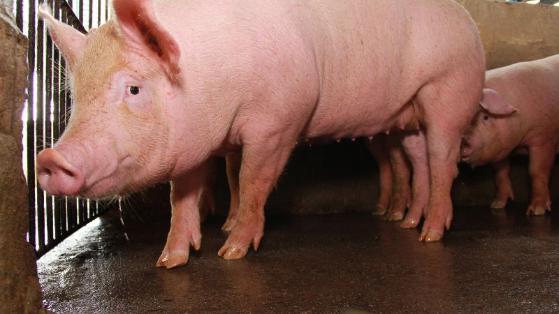 Giá heo hơi hôm nay 24/8 tại miền Trung, Tây Nguyên