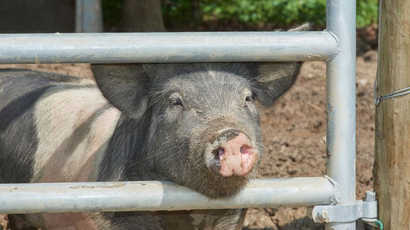 Giá heo hơi hôm nay 24/8 tại miền Nam