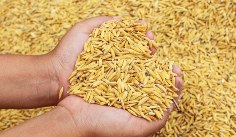 Giá lúa gạo hôm nay 24/8/2022: Lúa IR 50404 giảm 100 đồng/kg