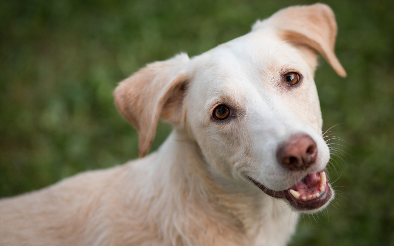 Ngày Quốc tế chó nâng cao nhận thức về việc nhận nuôi các con chó từ trạm cứu hộ và kêu gọi tình yêu thương cho chúng 