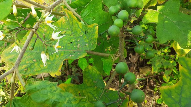 Wild Tomato