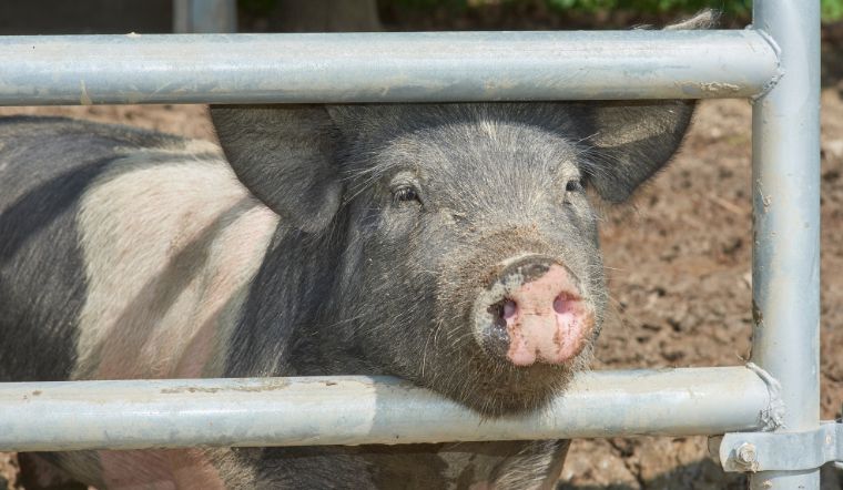 Giá heo hơi hôm nay 25/8/2022: Miền Nam tiếp tục biến động