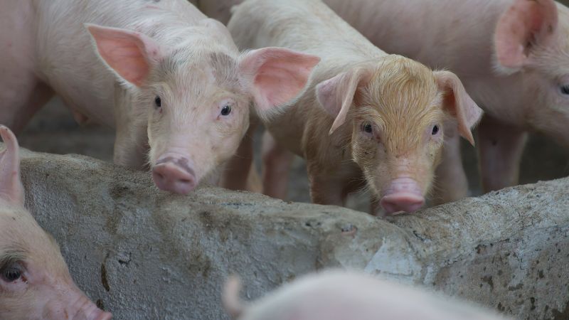 Giá heo hơi hôm nay 25/8 tại miền Bắc