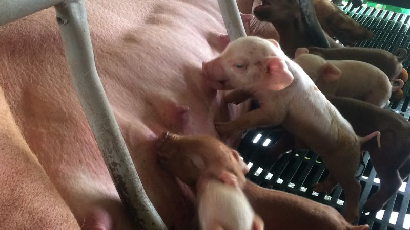 Giá heo hơi hôm nay 25/8 tại miền Trung, Tây Nguyên