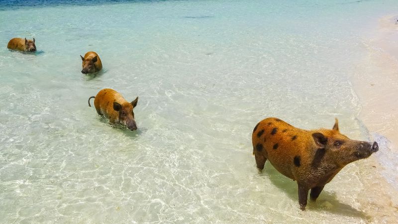 Giá heo hơi hôm nay 25/8 tại miền Nam