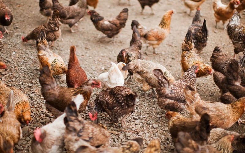 Giá gà hôm nay 25/08