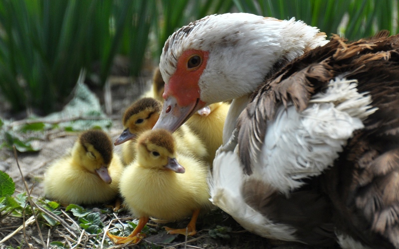 Giá vịt hôm nay 25/08