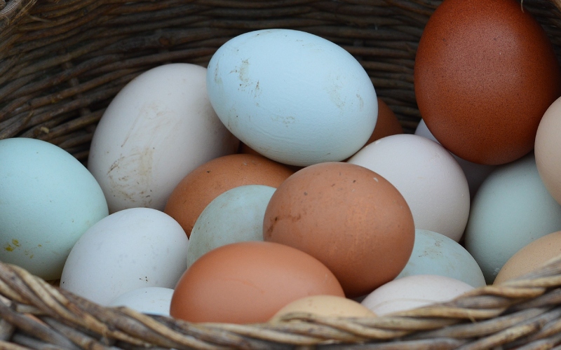 Giá trứng gà hôm nay 25/08