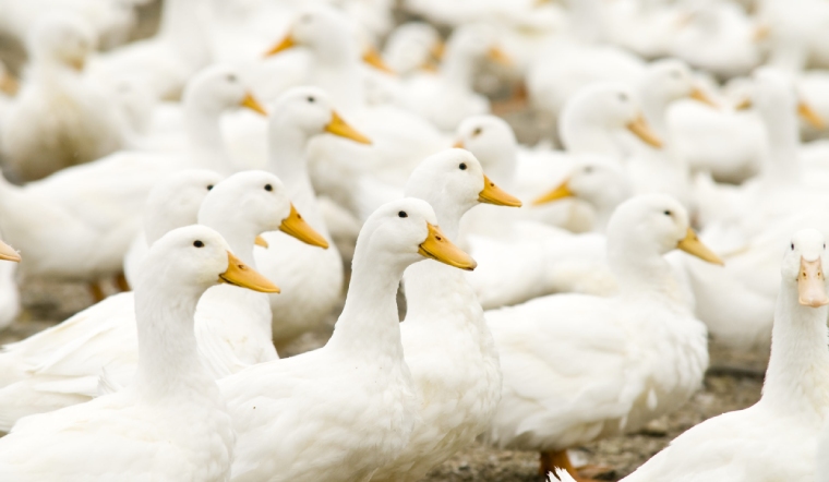 Giá gia cầm hôm nay 25/08/2022: Các mặt hàng chững giá