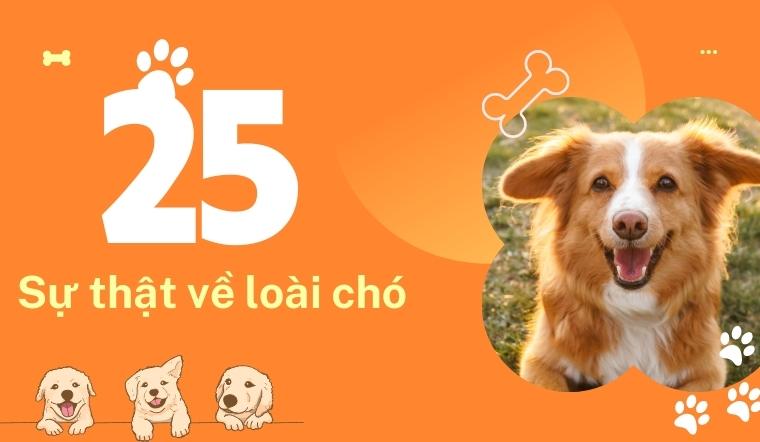 Top 25 sự thật về loài chó chắc chắn khiến bạn ngạc nhiên