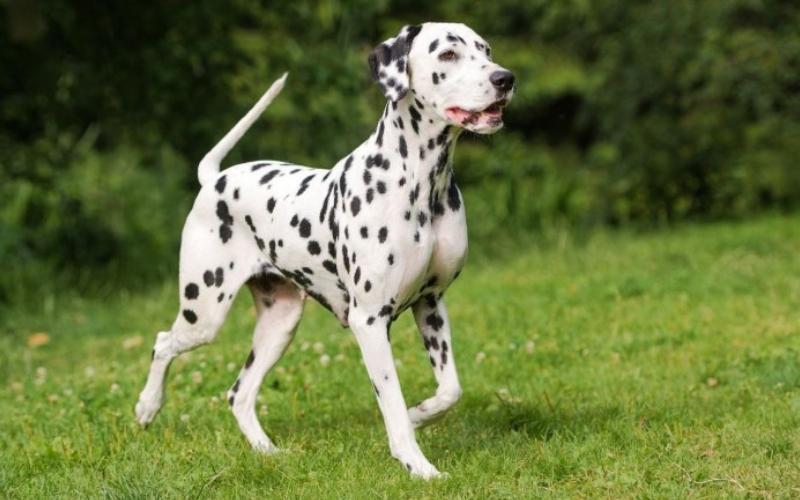  Chó đốm Dalmatian