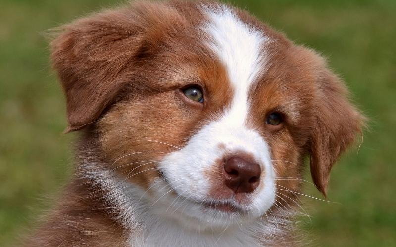 Top 25 facts about dogs that will surely surprise you