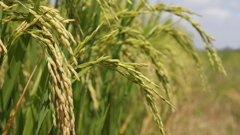 Giá lúa hôm nay 25/8