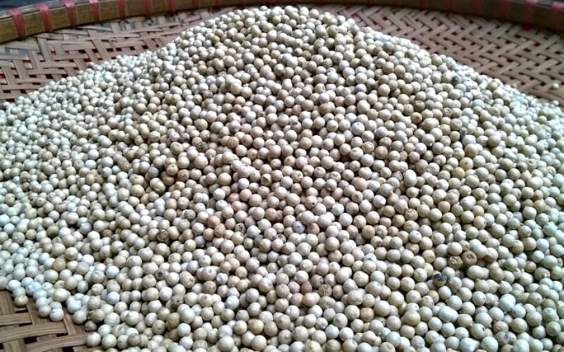 Giá tiêu hôm nay 26/8/2022 trong nước Giá tiêu hôm nay 26/8/2022 trong nước