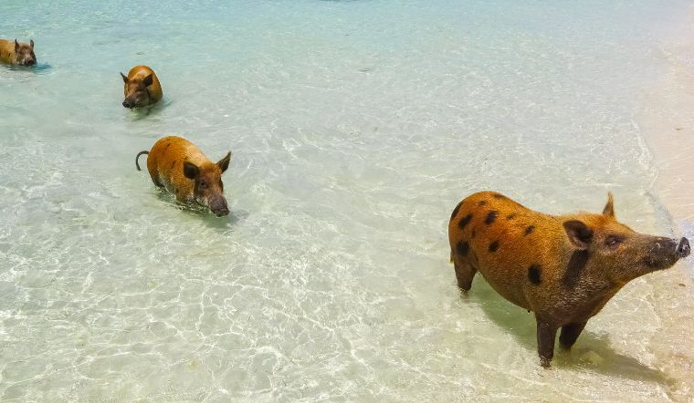 Giá heo hơi hôm nay 26/8/2022: Tăng rải rác ở các tỉnh thành phía Nam