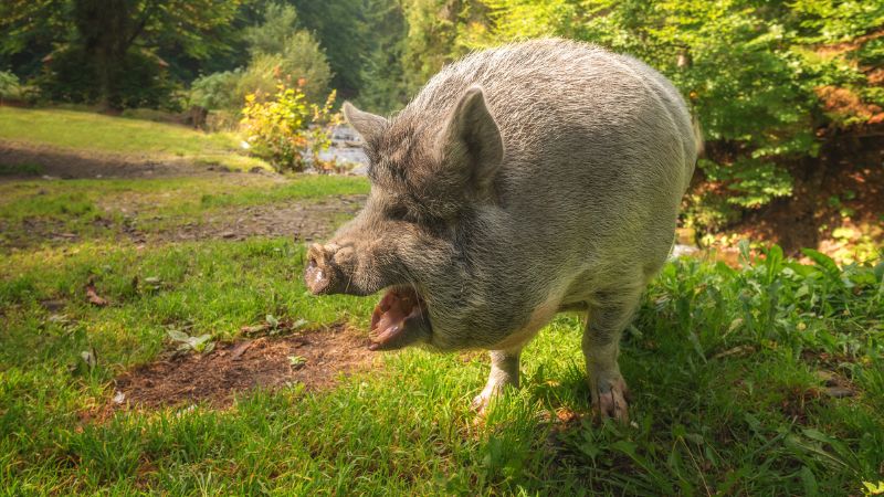 Giá heo hơi hôm nay 26/8 tại miền Nam