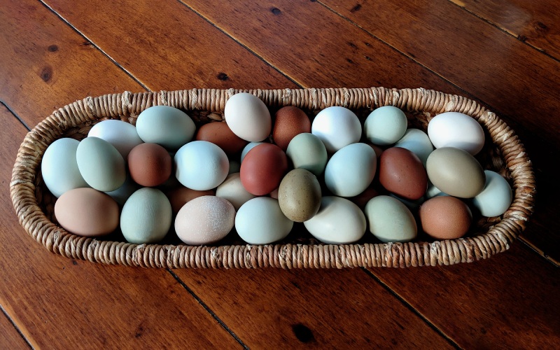 Giá trứng gà hôm nay 26/08