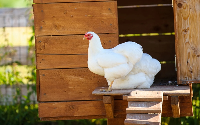 Giá gà hôm nay 26/08