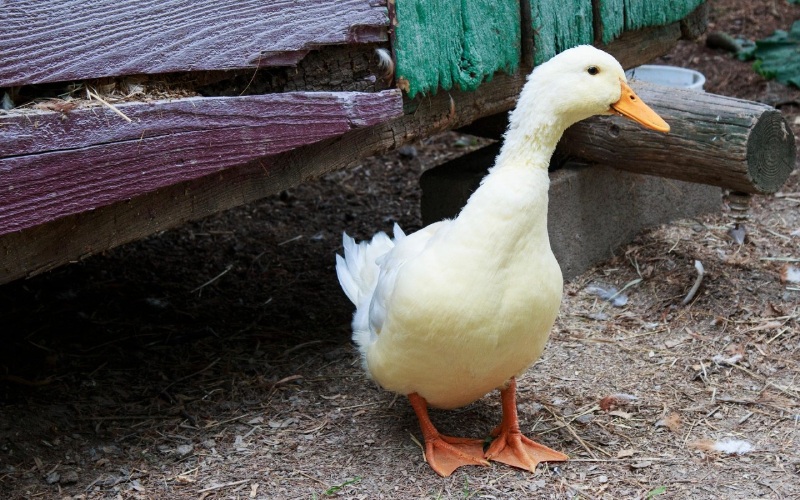 Giá vịt hôm nay 26/08