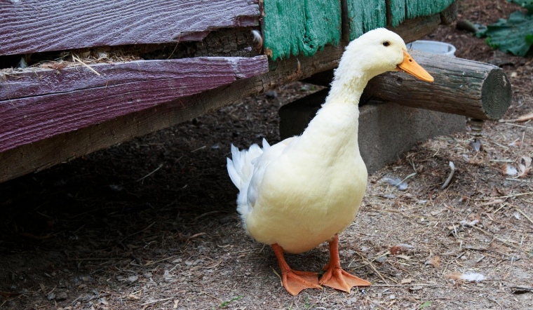 Giá gia cầm hôm nay 26/08/2022: Giá bán không đổi