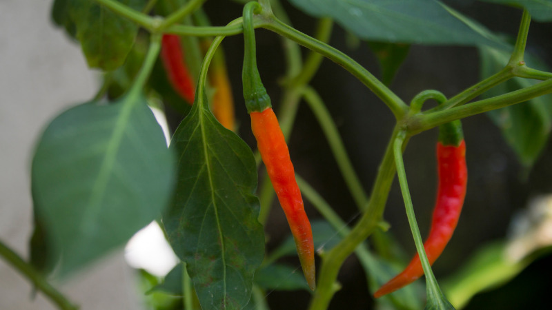 Giá ớt dao động từ 33.000 - 45.000 đồng/kg