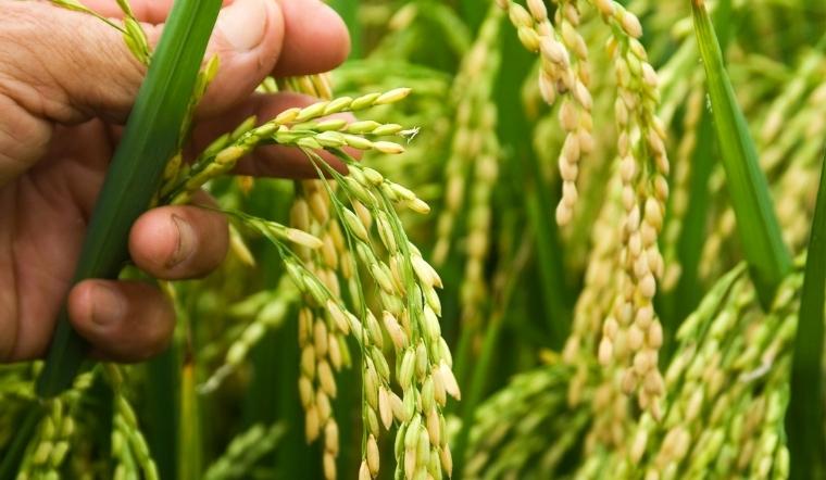 Giá lúa gạo hôm nay 26/8/2022: Tiếp tục giữ mức ổn định