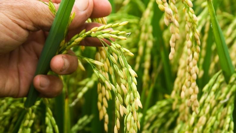 Giá lúa hôm nay 26/8