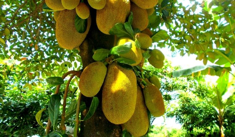 Giá mít Thái hôm nay 26/08/2022: Giá tăng 1.000đ/kg sau ngày đứng yên