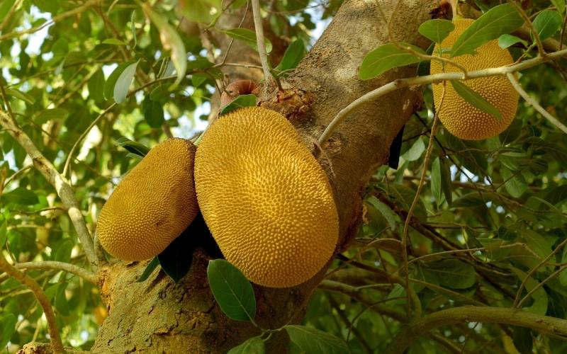 Giá mít Thái hôm nay 26/08/2022