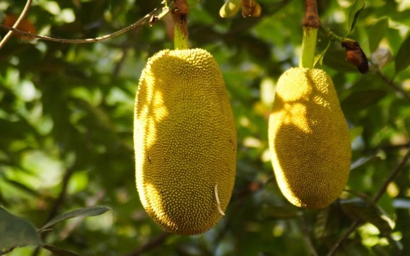 Mít cong eo, da nám vẫn được vựa thu mua