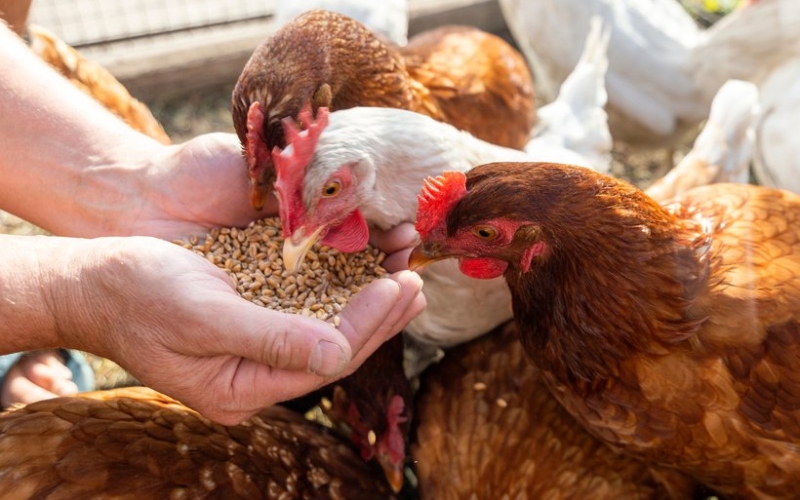 Giá gà hôm nay 27/08