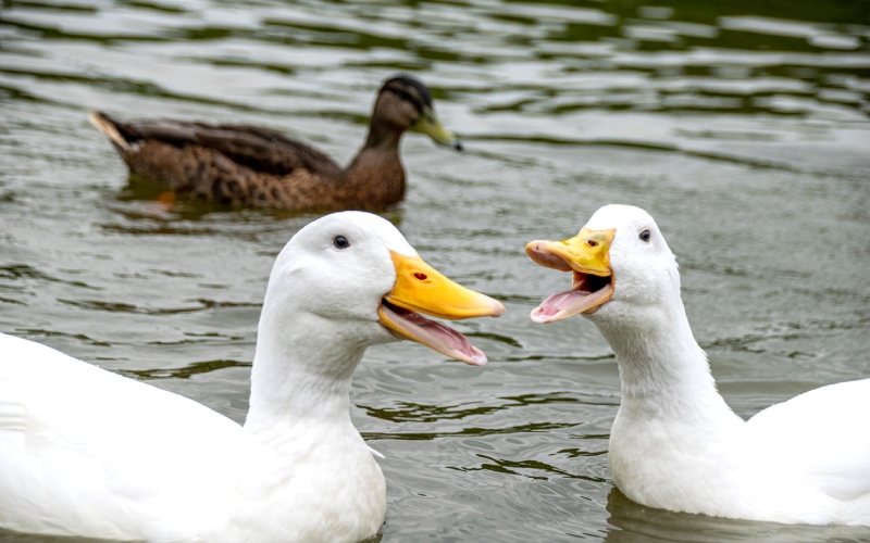 Giá vịt hôm nay 27/08