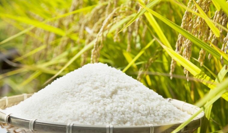 Giá lúa gạo hôm nay 27/8/2022: Giữ mức ổn định trong ngày cuối tuần