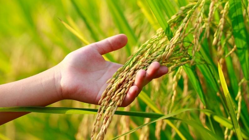 Giá lúa hôm nay 27/8