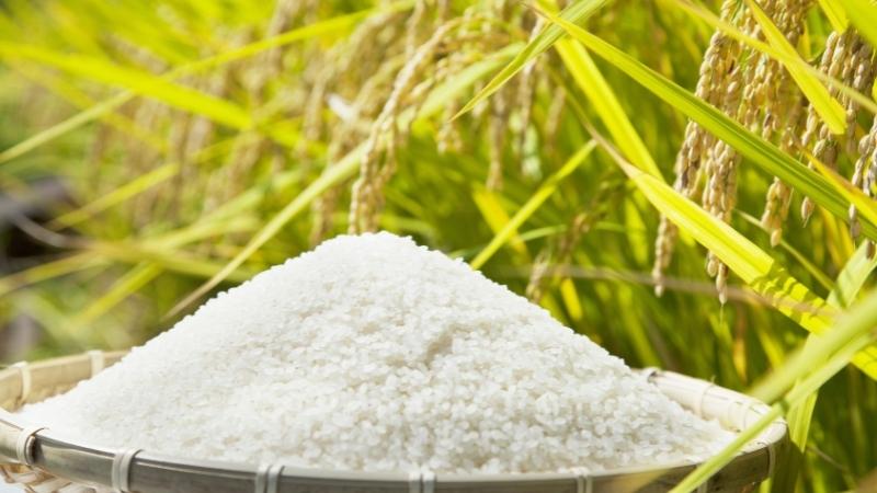 Giá gạo hôm nay 27/8