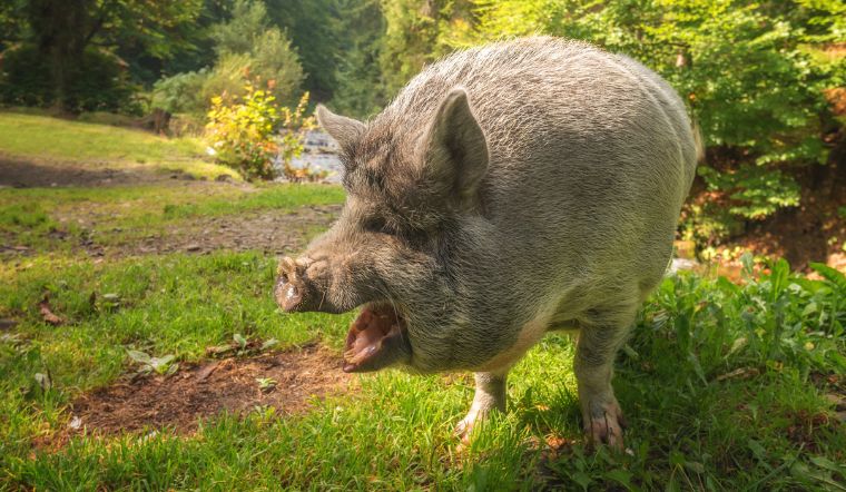 Giá heo hơi hôm nay 27/8/2022: Cả nước đều đi ngang