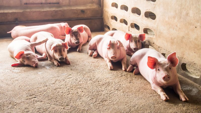 Giá heo hơi hôm nay 27/8 tại miền Trung, Tây Nguyên