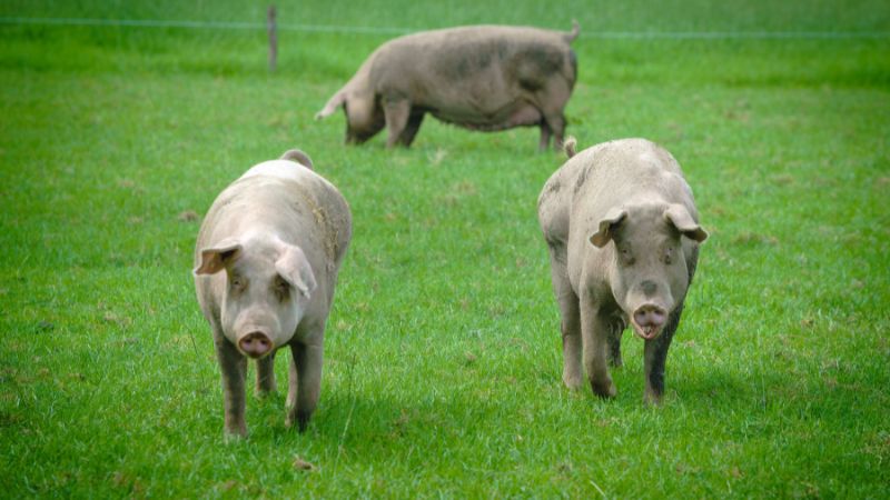 Giá heo hơi hôm nay 27/8 tại miền Nam