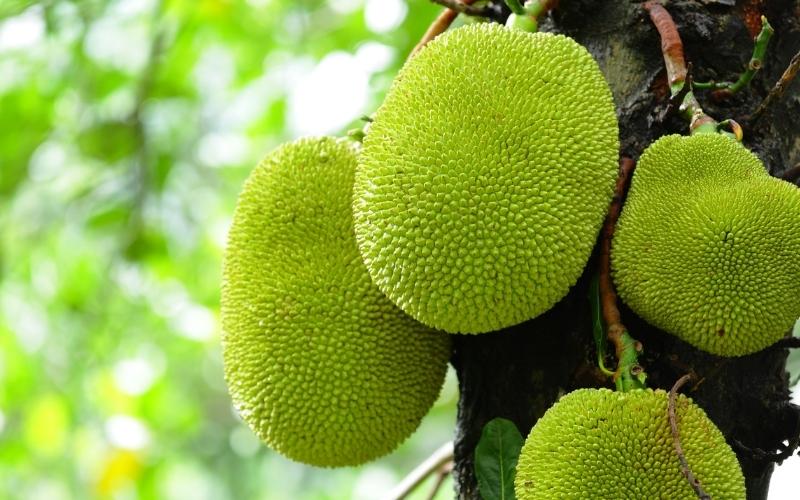 Mít đang trong mùa nghịch, thương lái phải đi xa để cắt mít