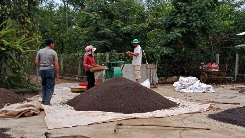 Giá tiêu hôm nay 28/8/2022 trong nước Giá tiêu hôm nay 28/8/2022 trong nước