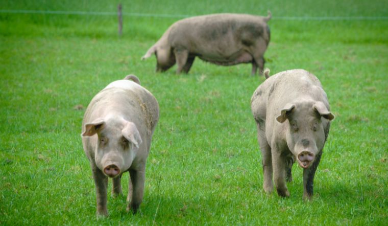 Giá heo hơi hôm nay 29/8/2022: Không điều chỉnh mới tại nhiều tỉnh thành