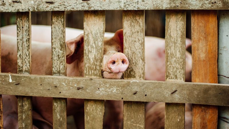 Giá heo hơi hôm nay 29/8 tại miền Nam