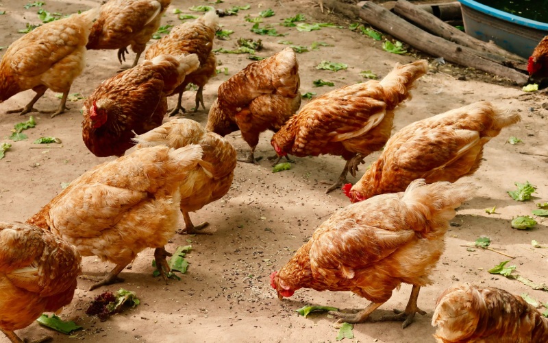 Giá gà hôm nay 29/08 Giá gà hôm nay 29/08