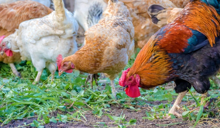 Giá gia cầm hôm nay 29/08/2022: Giá bán ổn định ngày đầu tuần