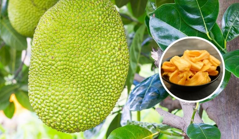 Giá mít Thái hôm nay 29/08/2022: Giá mít Thái tăng 1.000đ/kg