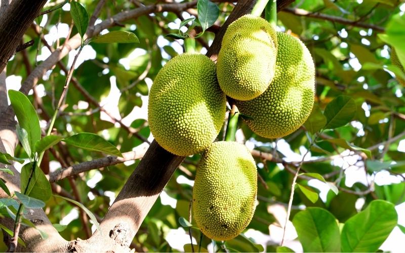 Mít đang trong mùa nghịch, thương lái phải đi xa để cắt mít