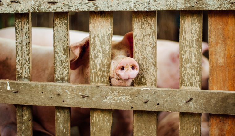 Giá heo hơi hôm nay 30/8/2022: Đồng loạt đứng yên trên cả nước.