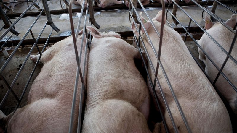 Giá heo hơi hôm nay 30/8 tại miền Bắc